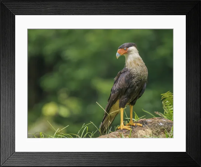 Framed Print : Crested Caracara (Caracara plancus), Boca Tapada, Alajuela Province, Costa Rica Framed Print : Crested Caracara (Caracara plancus), Boca Tapada, Alajuela Province, Costa Rica