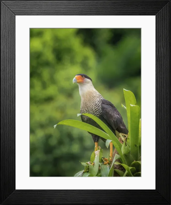 Framed Print : Crested Caracara (Caracara plancus), Boca Tapada, Alajuela Province, Costa Rica Framed Print : Crested Caracara (Caracara plancus), Boca Tapada, Alajuela Province, Costa Rica