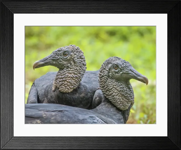 Framed Print : Black Vulture (Coragyps atratus), Boca Tapada, Alajuela Province, Costa Rica Framed Print : Black Vulture (Coragyps atratus), Boca Tapada, Alajuela Province, Costa Rica