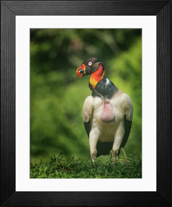 Framed Print : King Vulture (Sarcoramphus papa), Boca Tapada, Alajuela Province, Costa Rica Framed Print : King Vulture (Sarcoramphus papa), Boca Tapada, Alajuela Province, Costa Rica