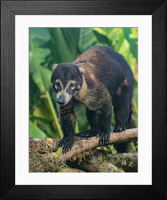 Framed Print : White-nosed Coati (Nasua narica), Boca Tapada, Alajuela Province, Costa Rica