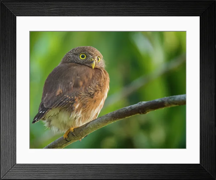 Framed Print : Central American Pygmy Owl (Glaucidium griseiceps), Boca Tapada, Alajuela Province, Costa Rica