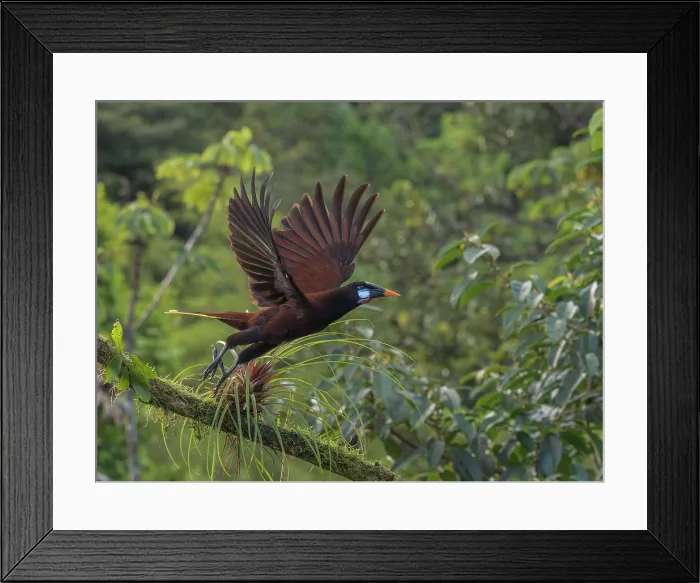 Framed Print : Montezuma Oropendola (Psarocolius montezuma), Boca Tapada, Alajuela Province, Costa Rica Framed Print : Montezuma Oropendola (Psarocolius montezuma), Boca Tapada, Alajuela Province, Costa Rica