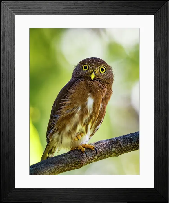 Framed Print : Central American Pygmy Owl (Glaucidium griseiceps), Boca Tapada, Alajuela Province, Costa Rica