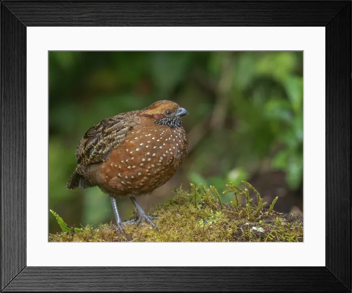 Framed Print : Spotted Wood-Quail (Odontophorus guttatus), Cartago Province, Copey District, Costa Rica Framed Print : Spotted Wood-Quail (Odontophorus guttatus), Cartago Province, Copey District, Costa Rica