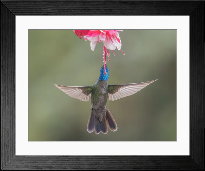 Framed Print : Talamanca Hummingbird (Eugenes spectabilis), Cartago Province, Copey District, Costa Rica Framed Print : Talamanca Hummingbird (Eugenes spectabilis), Cartago Province, Copey District, Costa Rica