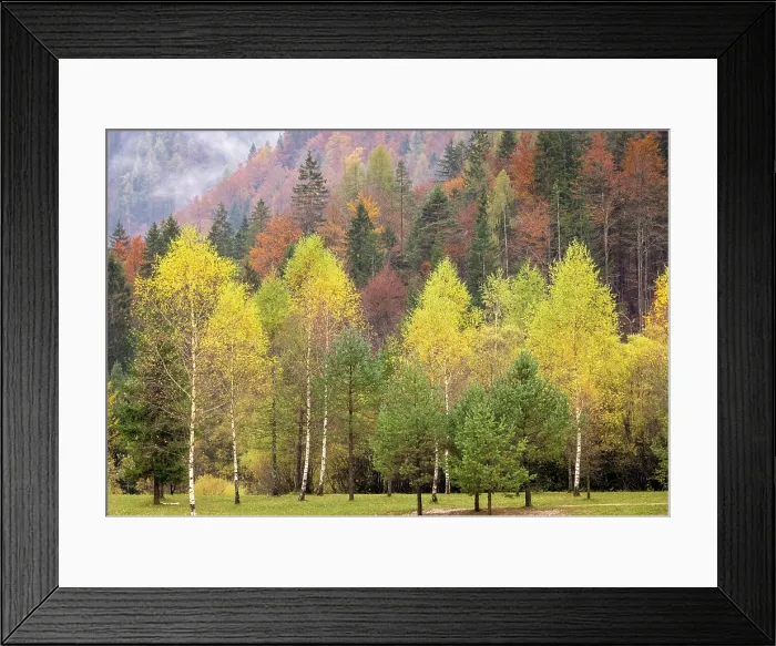 Framed Print : Autumnal woodland, Lake Jasna, near Kranjska Gora, Slovenia Framed Print : Autumnal woodland, Lake Jasna, near Kranjska Gora, Slovenia