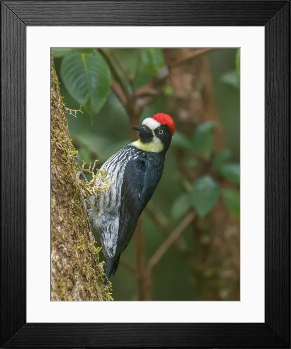 Framed Print : Acorn Woodpecker (Melanerpes formicivorus), Cartago Province, Copey District, Costa Rica Framed Print : Acorn Woodpecker (Melanerpes formicivorus), Cartago Province, Copey District, Costa Rica