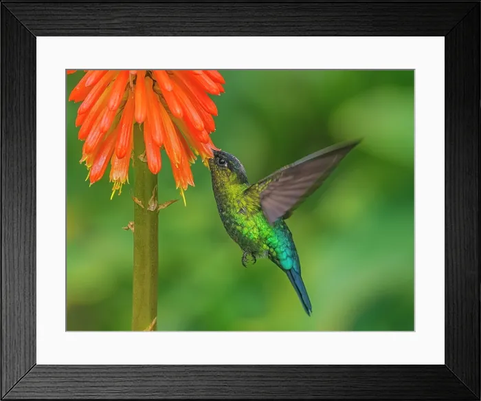 Framed Print : Fiery-throated Hummingbird (Panterpe insignis), Cartago Province, Copey District, Costa Rica