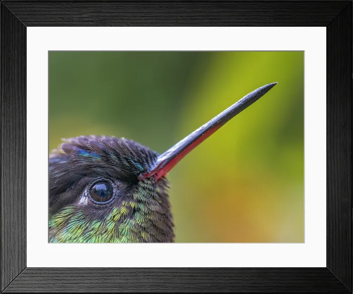 Framed Print : Fiery-throated Hummingbird (Panterpe insignis), Cartago Province, Copey District, Costa Rica