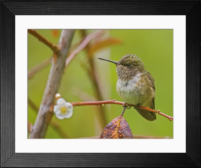 Framed Print : Volcano Hummingbird (Selasphorus flammula), female, Cartago Province, Copey District, Costa Rica Framed Print : Volcano Hummingbird (Selasphorus flammula), female, Cartago Province, Copey District, Costa Rica