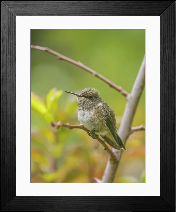 Framed Print : Volcano Hummingbird (Selasphorus flammula), female, Cartago Province, Copey District, Costa Rica Framed Print : Volcano Hummingbird (Selasphorus flammula), female, Cartago Province, Copey District, Costa Rica