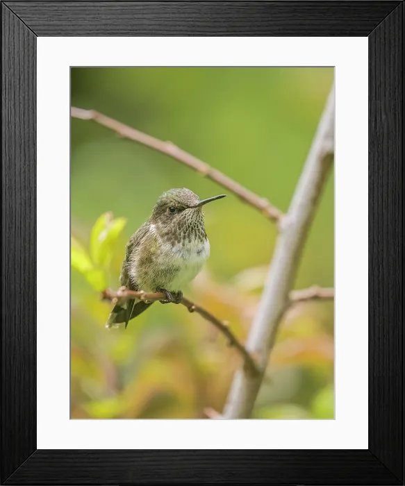 Framed Print : Volcano Hummingbird (Selasphorus flammula), female, Cartago Province, Copey District, Costa Rica