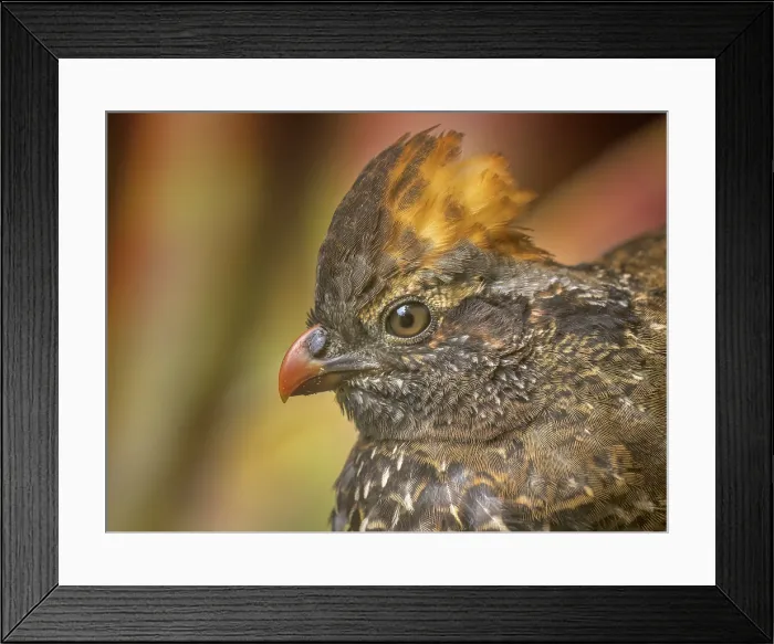 Framed Print : Spotted Wood-Quail (Odontophorus guttatus), Cartago Province, Copey District, Costa Rica Framed Print : Spotted Wood-Quail (Odontophorus guttatus), Cartago Province, Copey District, Costa Rica
