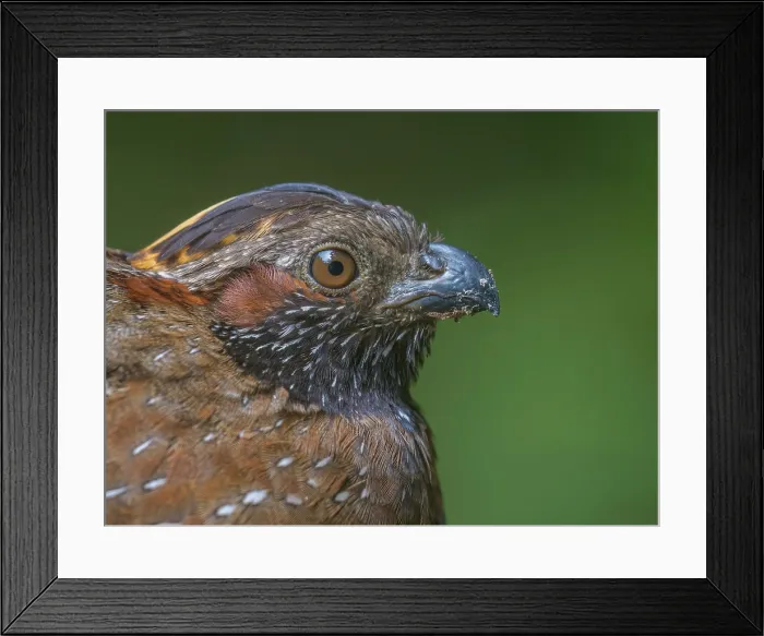 Framed Print : Spotted Wood-Quail (Odontophorus guttatus), Cartago Province, Copey District, Costa Rica