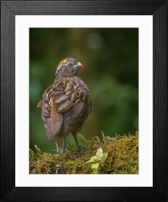 Framed Print : Spotted Wood-Quail (Odontophorus guttatus), Cartago Province, Copey District, Costa Rica Framed Print : Spotted Wood-Quail (Odontophorus guttatus), Cartago Province, Copey District, Costa Rica