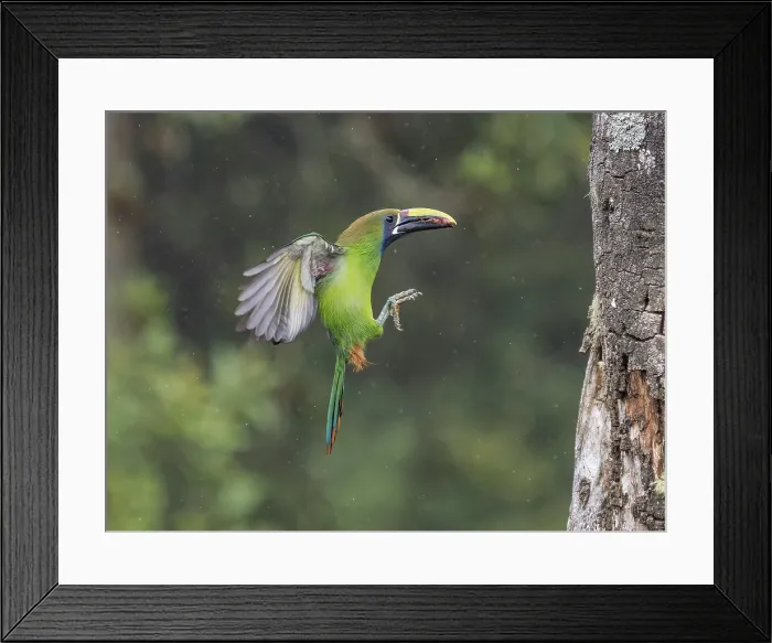 Framed Print : Emerald Toucanet (Aulacorhynchus prasinus), Cartago Province, Copey District, Costa Rica Framed Print : Emerald Toucanet (Aulacorhynchus prasinus), Cartago Province, Copey District, Costa Rica