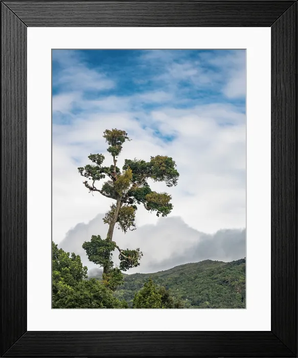 Framed Print : Cloud Forest in Cartago Province, Copey District, Costa Rica Framed Print : Cloud Forest in Cartago Province, Copey District, Costa Rica