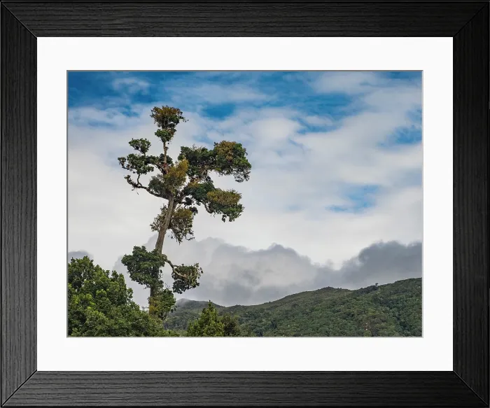 Framed Print : Cloud Forest in Cartago Province, Copey District, Costa Rica Framed Print : Cloud Forest in Cartago Province, Copey District, Costa Rica