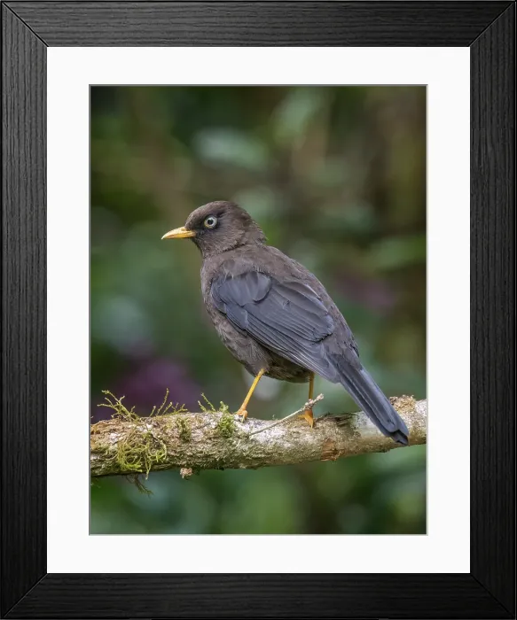 Framed Print : Sooty Thrush (Turdus nigrescens), Cartago Province, Copey District, Costa Rica Framed Print : Sooty Thrush (Turdus nigrescens), Cartago Province, Copey District, Costa Rica
