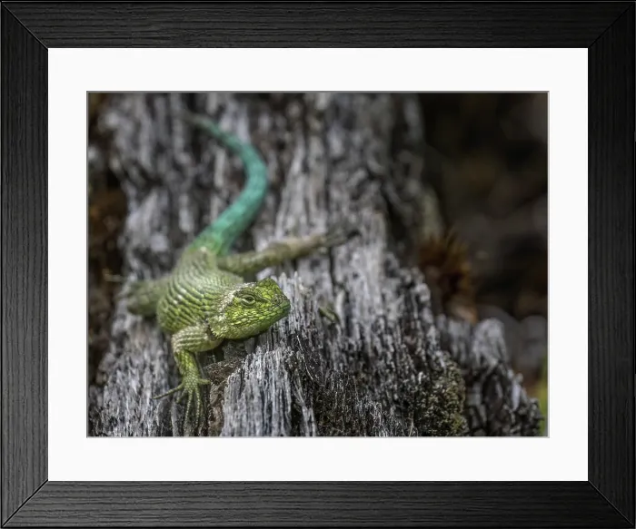Framed Print : Green Spiny Lizard (Sceloporus malachiticus)Cartago Province, Copey District, Costa Rica Framed Print : Green Spiny Lizard (Sceloporus malachiticus)Cartago Province, Copey District, Costa Rica