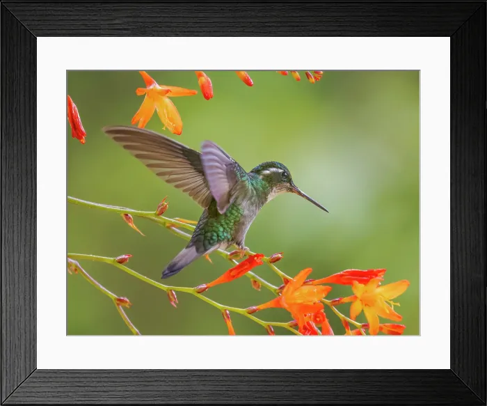 Framed Print : White-throated Mountain-gem (Lampornis castaneoventris) male, Cartago Province, Copey District, Costa Rica