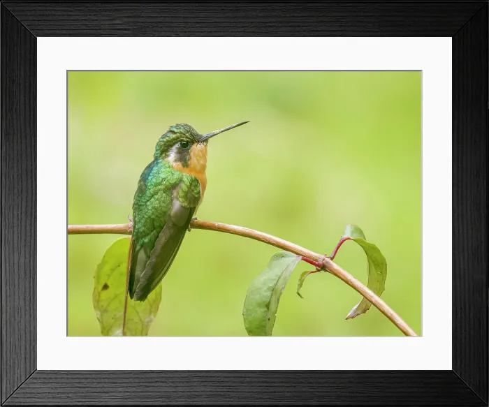 Framed Print : White-throated Mountain-gem (Lampornis castaneoventris) female, Cartago Province, Copey District, Costa Rica Framed Print : White-throated Mountain-gem (Lampornis castaneoventris) female, Cartago Province, Copey District, Costa Rica