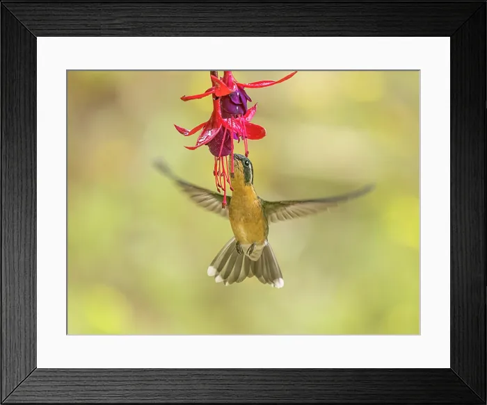 Framed Print : White-throated Mountain-gem (Lampornis castaneoventris) female, Cartago Province, Copey District, Costa Rica Framed Print : White-throated Mountain-gem (Lampornis castaneoventris) female, Cartago Province, Copey District, Costa Rica