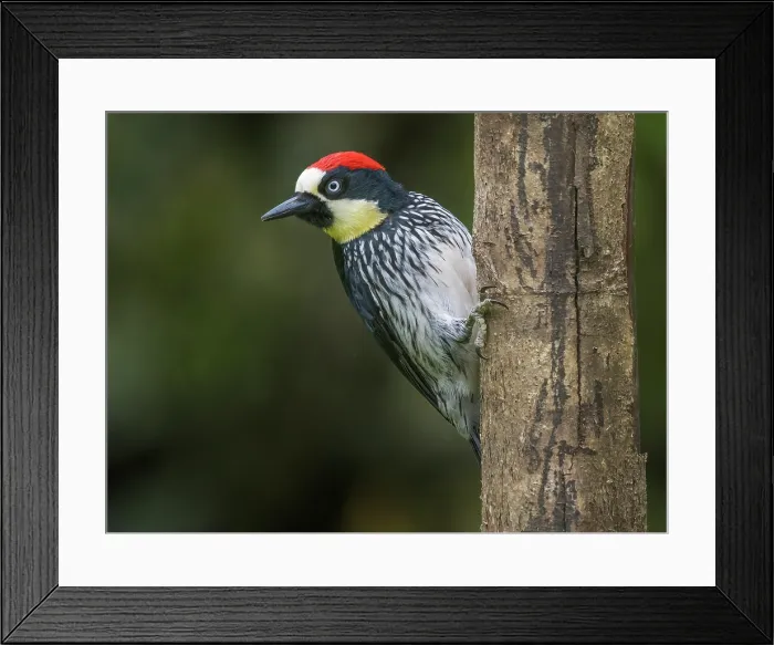Framed Print : Acorn Woodpecker (Melanerpes formicivorus), Cartago Province, Copey District, Costa Rica Framed Print : Acorn Woodpecker (Melanerpes formicivorus), Cartago Province, Copey District, Costa Rica