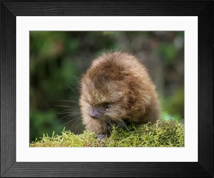 Framed Print : Mexican Hairy Dwarf Porcupine (Coendou mexicanus), Cartago Province, Copey District, Costa Rica Framed Print : Mexican Hairy Dwarf Porcupine (Coendou mexicanus), Cartago Province, Copey District, Costa Rica