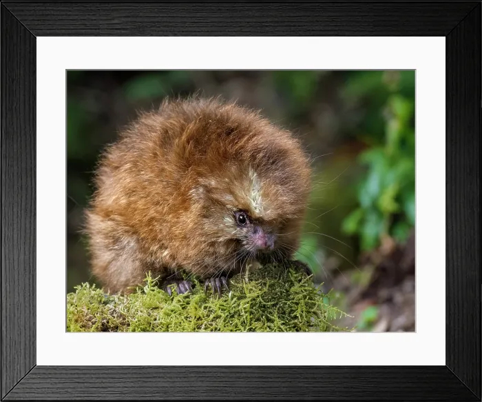 Framed Print : Mexican Hairy Dwarf Porcupine (Coendou mexicanus), Cartago Province, Copey District, Costa Rica Framed Print : Mexican Hairy Dwarf Porcupine (Coendou mexicanus), Cartago Province, Copey District, Costa Rica
