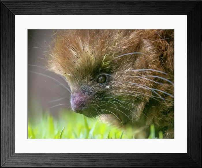 Framed Print : Mexican Hairy Dwarf Porcupine (Coendou mexicanus), Cartago Province, Copey District, Costa Rica Framed Print : Mexican Hairy Dwarf Porcupine (Coendou mexicanus), Cartago Province, Copey District, Costa Rica
