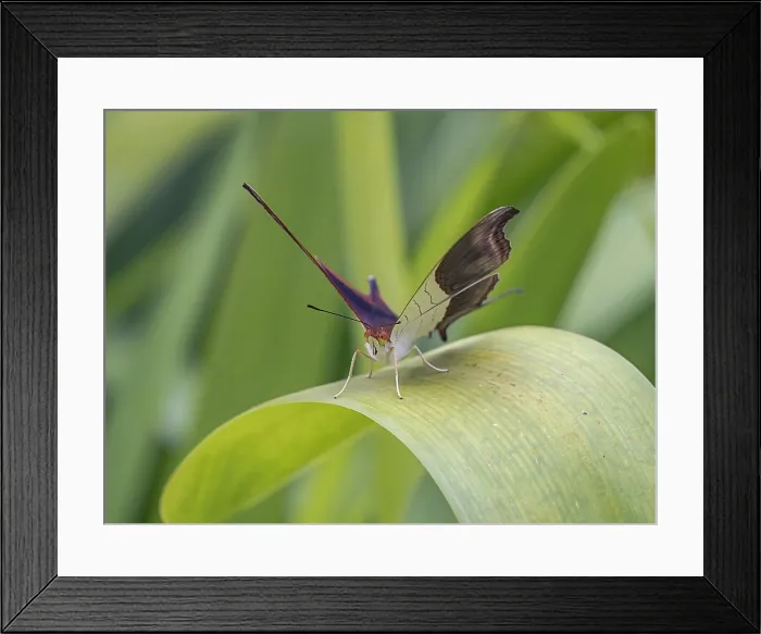 Framed Print : Waiter Daggerwing (Marpesia zerynthia), Cartago Province, Copey District, Costa Rica Framed Print : Waiter Daggerwing (Marpesia zerynthia), Cartago Province, Copey District, Costa Rica