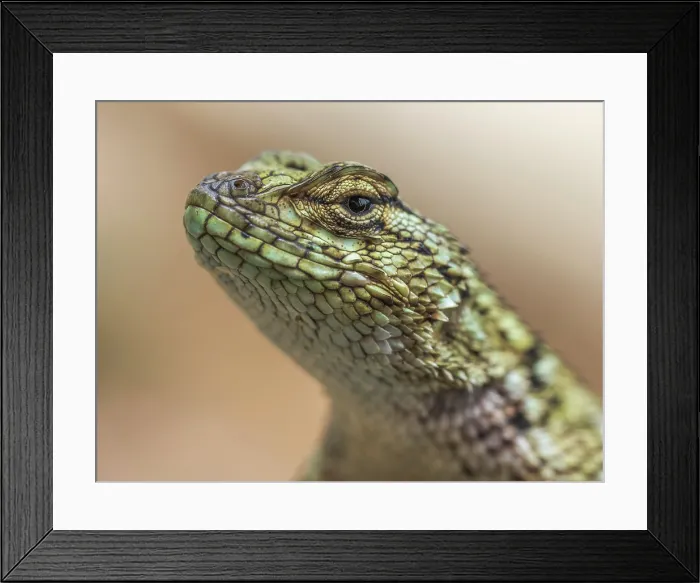 Framed Print : Green Spiny Lizard (Sceloporus malachiticus)Cartago Province, Copey District, Costa Rica Framed Print : Green Spiny Lizard (Sceloporus malachiticus)Cartago Province, Copey District, Costa Rica
