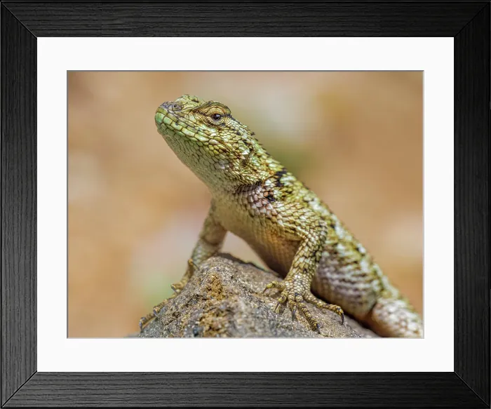 Framed Print : Green Spiny Lizard (Sceloporus malachiticus)Cartago Province, Copey District, Costa Rica Framed Print : Green Spiny Lizard (Sceloporus malachiticus)Cartago Province, Copey District, Costa Rica