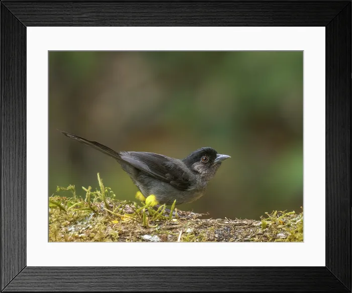 Framed Print : Yellow-thighed Brushfinch (Atlapetes tibialis), Cartago Province, Copey District, Costa Rica Framed Print : Yellow-thighed Brushfinch (Atlapetes tibialis), Cartago Province, Copey District, Costa Rica