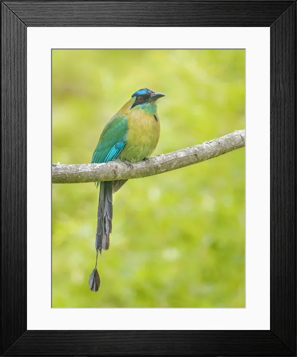 Framed Print : Lesson's Motmot (Momotus lessonii), Heredia Province, Cantón de Santo Domingo, Costa Rica Framed Print : Lesson's Motmot (Momotus lessonii), Heredia Province, Cantón de Santo Domingo, Costa Rica