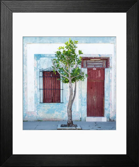 Framed Print : Tree in front of an old art deco house, Cienfuegos, Cienfuegos Province, Cuba