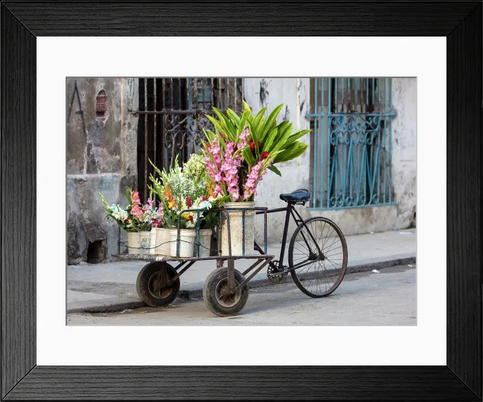 Framed Print : Buckets of fresh flowers, Cienfuegos, Cienfuegos Province, Cuba Framed Print : Buckets of fresh flowers, Cienfuegos, Cienfuegos Province, Cuba