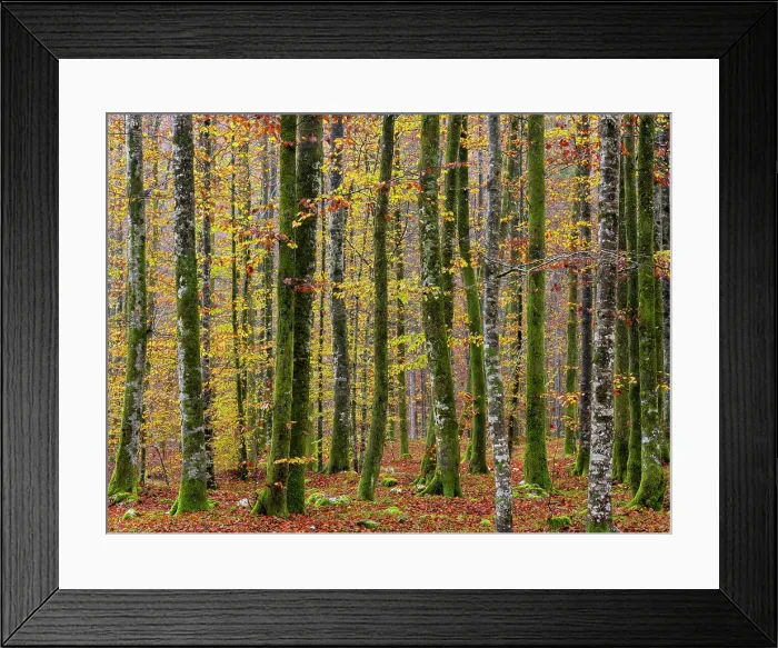Framed Print : Deciduous woodland in autumn, showing fall colours, Bohinj, Slovenia Framed Print : Deciduous woodland in autumn, showing fall colours, Bohinj, Slovenia