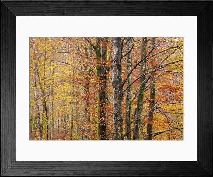 Framed Print : Deciduous woodland in autumn, showing fall colours, Bohinj, Slovenia Framed Print : Deciduous woodland in autumn, showing fall colours, Bohinj, Slovenia