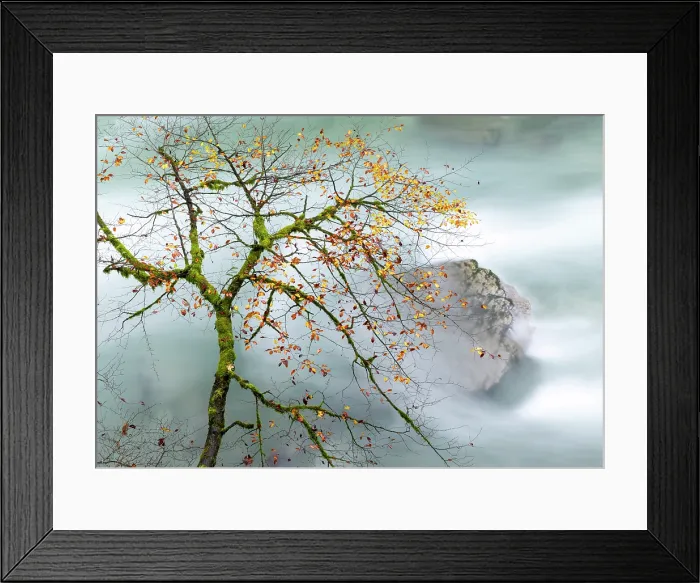 Framed Print : Tree branch overhanging the Radovna River in Autumn, Vintgar Gorge, near Bled, Slovenia Framed Print : Tree branch overhanging the Radovna River in Autumn, Vintgar Gorge, near Bled, Slovenia