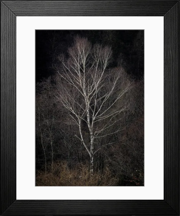 Framed Print : Singxle tree in winter, near Kranjska Gora, Slovenia Framed Print : Singxle tree in winter, near Kranjska Gora, Slovenia