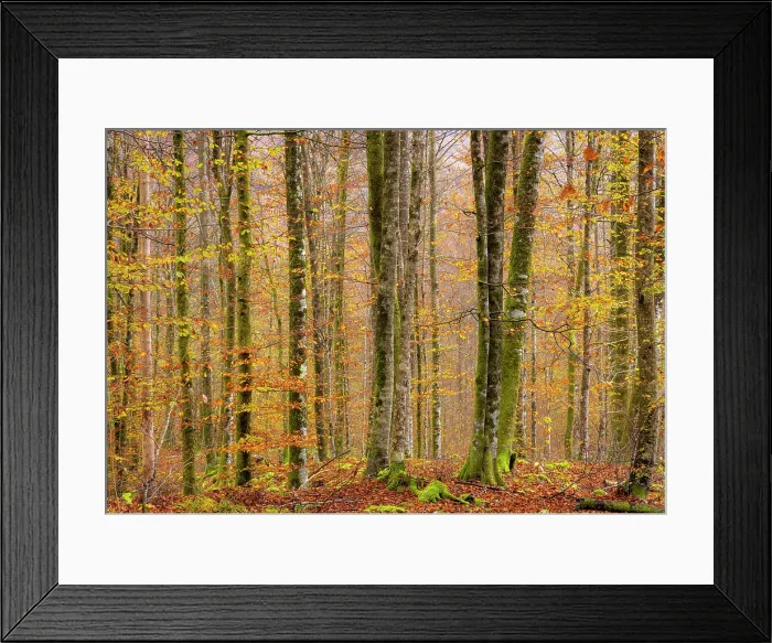 Framed Print : Deciduous woodland in autumn, showing fall colours, Bohinj, Slovenia Framed Print : Deciduous woodland in autumn, showing fall colours, Bohinj, Slovenia
