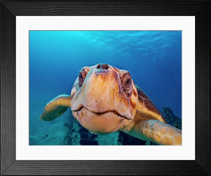 Framed Print : Loggerhead Turtle (Caretta caretta) at the Doc Poulson Wreck on Grand Cayman, Cayman Islands, British West Indies Framed Print : Loggerhead Turtle (Caretta caretta) at the Doc Poulson Wreck on Grand Cayman, Cayman Islands, British West Indies