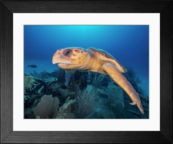 Framed Print : Loggerhead Turtle (Caretta caretta) at the Doc Poulson Wreck on Grand Cayman, Cayman Islands, British West Indies Framed Print : Loggerhead Turtle (Caretta caretta) at the Doc Poulson Wreck on Grand Cayman, Cayman Islands, British West Indies