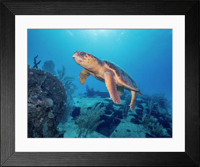 Framed Print : Loggerhead Turtle (Caretta caretta) at the Doc Poulson Wreck on Grand Cayman, Cayman Islands, British West Indies Framed Print : Loggerhead Turtle (Caretta caretta) at the Doc Poulson Wreck on Grand Cayman, Cayman Islands, British West Indies