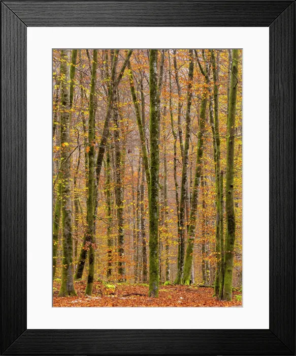 Framed Print : Deciduous woodland in autumn, showing fall colours, Bohinj, Slovenia Framed Print : Deciduous woodland in autumn, showing fall colours, Bohinj, Slovenia