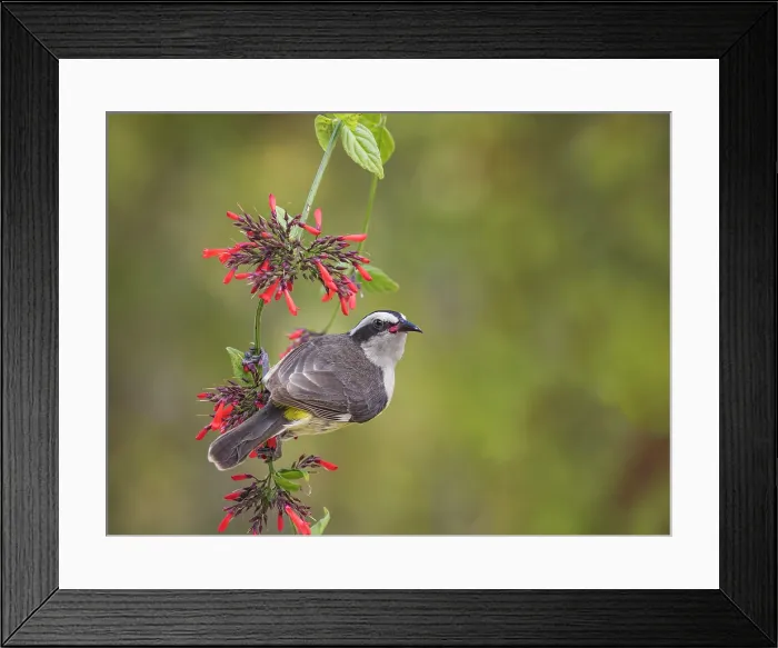 Framed Print : Bananaquit (Coereba flaveola), Grand Cayman, Cayman Islands, British West Indies Framed Print : Bananaquit (Coereba flaveola), Grand Cayman, Cayman Islands, British West Indies