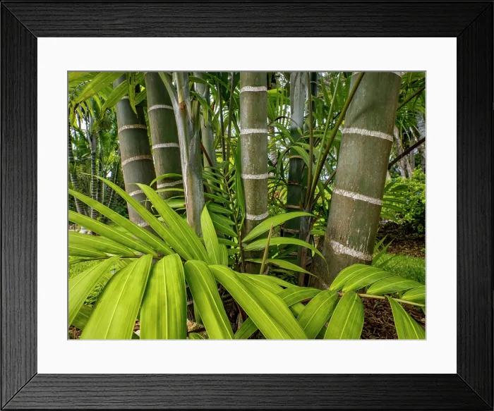 Framed Print : Palm Trees in the Queen Elizabeth II Botanical Park on Grand Cayman, Cayman Islands, British West Indies Framed Print : Palm Trees in the Queen Elizabeth II Botanical Park on Grand Cayman, Cayman Islands, British West Indies